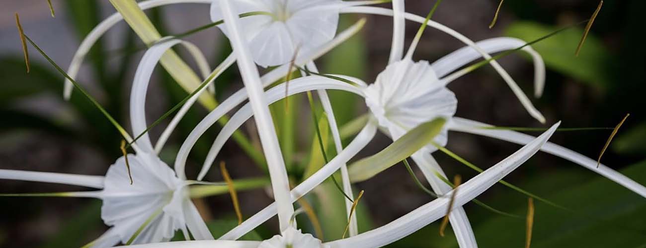 white flower in tropical garden